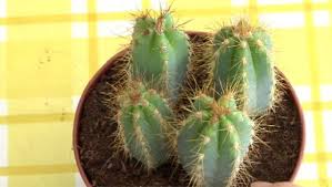 Por qué es un regalo muy especial y de qué manera entregarlo. Terranova Viveros Cuidados De Un Cactus Cronica De Una Compra Fallida