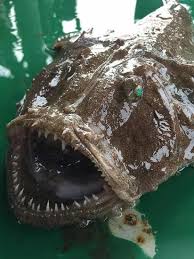 Livrări la domiciliu cu drone, drum spre aeroport cu telegondola. Dracul De Mare Cel Mai InfricoÈ™Äƒtor PeÈ™te Din Marea NeagrÄƒ