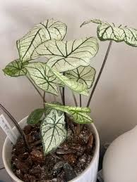Image result for Caladium