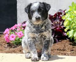Maybe you would like to learn more about one of these? Australian Shepherd Mix Puppies For Sale Puppy Adoption Keystone Puppies