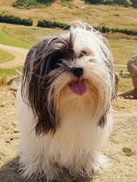 12 Famous Small Long Haired Dog Breeds