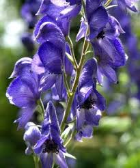 Aconitum Napellus Blauer Berg Eisenhut Mit Stauden Gestalten Wild Und Naturgarten Heimische Wildstauden Eisenhut Pflanzen Blaue Blumen