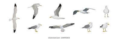 Image result for seagull