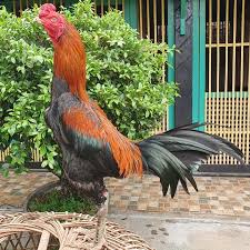 Inilah Harga Ayam Pakhoy Anakan Dewasa Import Lokal Terlengkap
