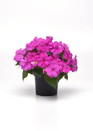 Image result for Impatiens keilii