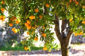 Mandarin orange tree is full of vitamin c and bioflavonoids; Urban Harvest Hosts Its 16th Annual Fruit Tree Sale Tomorrow Houstonia Magazine