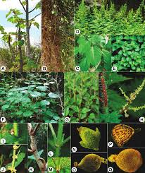 Image result for Obetia