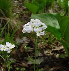 Image result for Cardamine pratensis