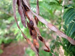 Image result for Acacia davyi