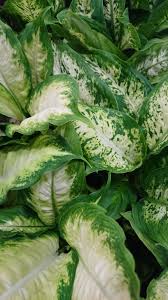 Dieffenbachia Dumb Cane Leopard Lily Leaves Houseplants Indoor Plants Plants