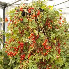 The tumbling tom plant produces gorgeous, red, cherry tomatoes that are happy as can be in containers, window boxes or hanging baskets. Tumbling Tom Tomato Yougarden