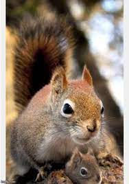 Pin By Mebelyn Arias Arias On Ardillas Baby Squirrel Animals Beautiful Cute Squirrel