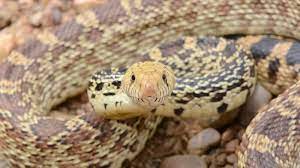 But that is not all. Colorado S Snakes What When Where Common Poisonous And Non Venomous Species