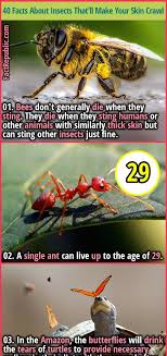 40 Disgusting Facts About Insects That Ll Make Your Skin Crawl Fact Republic In 2020 Animal Jokes Insects Weird Insects