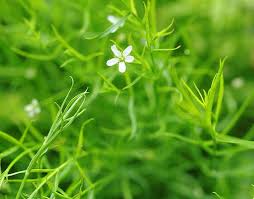 Image result for Polygala arenaria