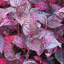 Image result for Iresine herbstii