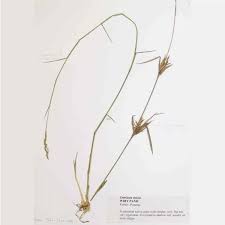 Image result for Entolasia