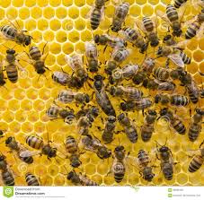 Посмотрела сегодня фильм королева пчел, 2018 года выпуска (в интернете я прочитала, что этот фильм выпущен в 2016 году. Koroleva Pchel I Pchely Stokovoe Foto Izobrazhenie Naschityvayushej Greben 96594586