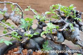 Image result for Commiphora pteleifolia