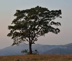 Image result for Croton macrostachyus