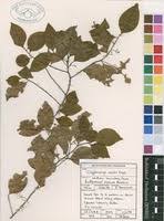 Image result for Cryptocarya woodii