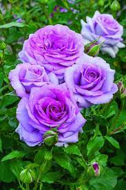 Rose Flowers Color Numbers Varieties Flowersandflowerthings Beautiful Rose Flowers Flowers Purple Roses
