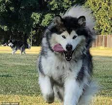 Exceptional classic style and outstanding breed type,structure and temperment. Owners Share Adorable Snaps Of Their Very Playful Alaskan Malamutes Alaskan Malamute Malamute Siberian Dog