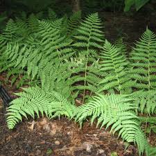 Image result for Dryopteris