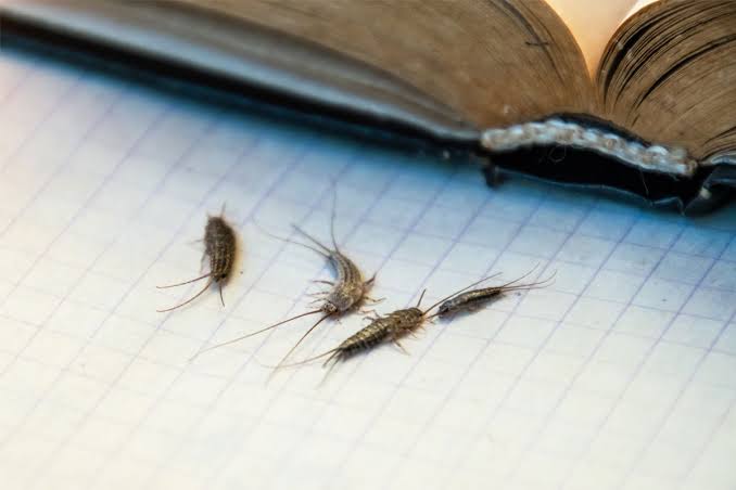 Are Silverfish Harmful? Understanding Silverfish and Their Behaviour - Mr  Pest Control