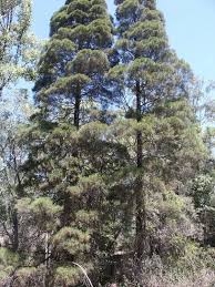 Image result for Callitris