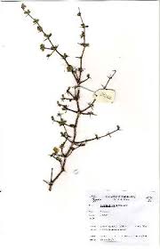 Image result for Terminalia randii