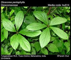 Image result for Dioscoreaceae
