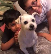 Taken from my yard in Whittier. Reward, If found please contact  562-235-8280.