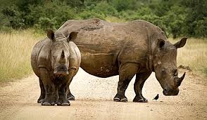 Mengerjakan banyak pekerjaan dalam satu waktu. Rhinoceros 2814765 640 Pojok Menulis Dan Belajar