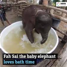 Cute baby elephant bathing india rare video. News Com Au Baby Elephant Takes A Bath Facebook