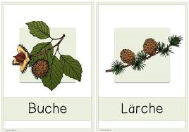 Arbeitsblatt zur wiederholung der laubbäume, zuordnung von blatt und frucht, beschreibung der blattform und des blattrandes, zeichnen von. Ideenreise Blog Wald