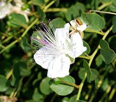 Image result for Capparis citrifolia