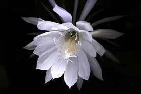 Pin On Blossom