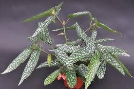 Pin On Houseplants