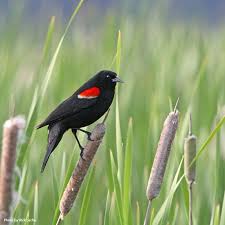 Black Bird With Red Spot On Shoulder Get Into Nature Photo Black Bird Nature Photo