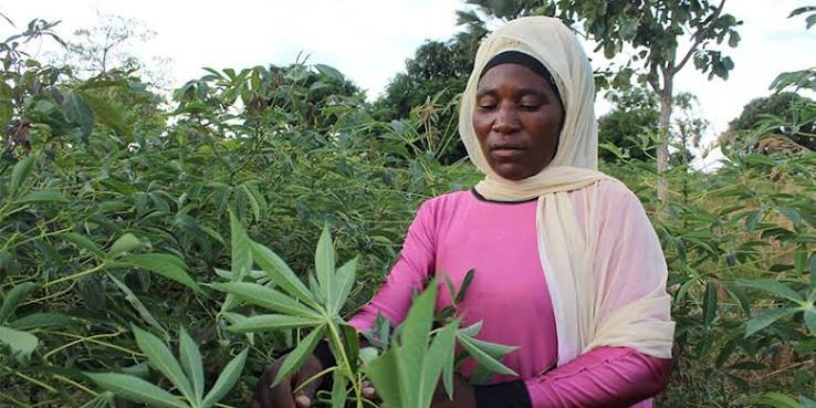 Cassava seed business changes women farmers' lives in Tanzania