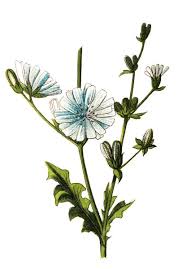 Image result for Cichorium