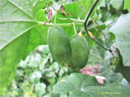 Image result for Cyclantheropsis parviflora