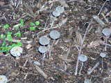 Image result for Coprinus sp.
