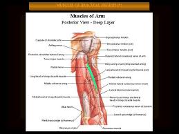 Department Of Anatomy Brachial Cubital Region Ppt Download