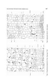 Image result for Strephonema