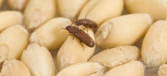 Insects are a large proportion of storage pests with each type of crop having specific insects that gravitate towards them such as the genus tribolium that consists of insects such. Insect Pests Of Stored Grain Agriculture And Food
