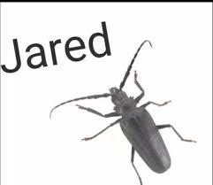 Pin By Myles On Memes In 2020 Stupid Memes Funny Relatable Memes Haha Funny