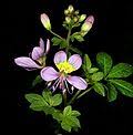 Image result for Cleome iberidella