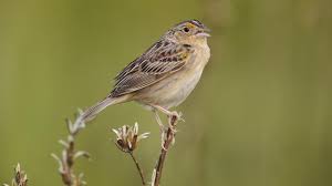 Populationen Deutlich Gesunken Vogelsterben In Den Usa Und Kanada Zdfheute